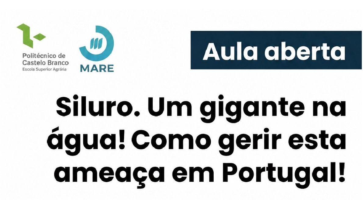 Destaque-1