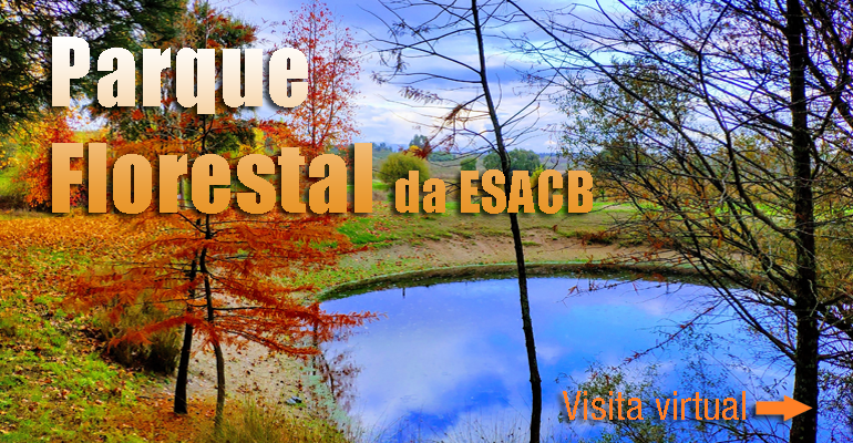 Destaque-2